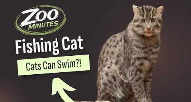  Fishing Cat | Zoo Minutes   