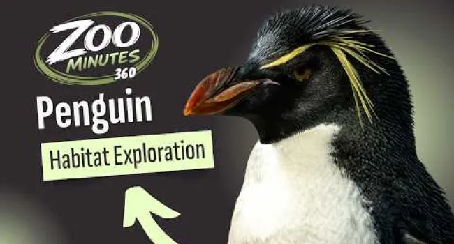  Penguin 360° | Zoo Minutes 360 
